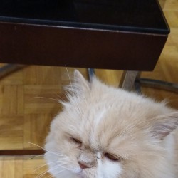 عکس علیرضا پورنقش‌بند