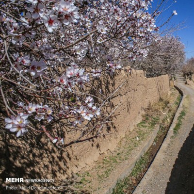 زمستان بهاری یزد | عکس