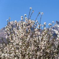 زمستان بهاری یزد | عکس