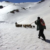 رهایی «عسل کشان» از برف | عکس