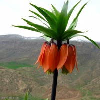 طبیعت روستای زنجیره ایلام | عکس