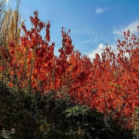 طبیعت پاییزی روستای سیلوار همدان | عکس