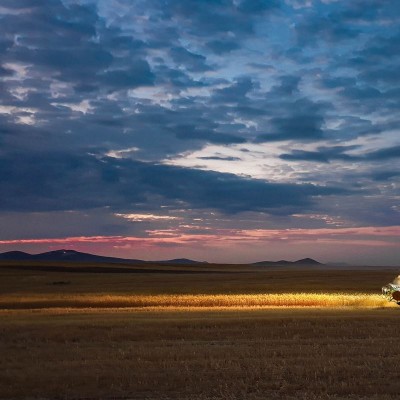 عکس‌های موبایلی بخش اول | برداشت گندم پس از یکسال تلاش - علی تشکری انوری