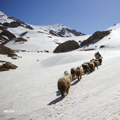 رهایی «عسل کشان» از برف | عکس