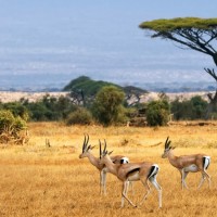 طبیعت کشور بوتسوانا Botswana | عکس