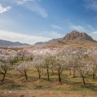 شکوفه‌های زیبای بهاری؛ سامان | عکس