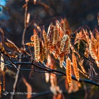 پاییز در باغ گیاه‌شناسی | عکس