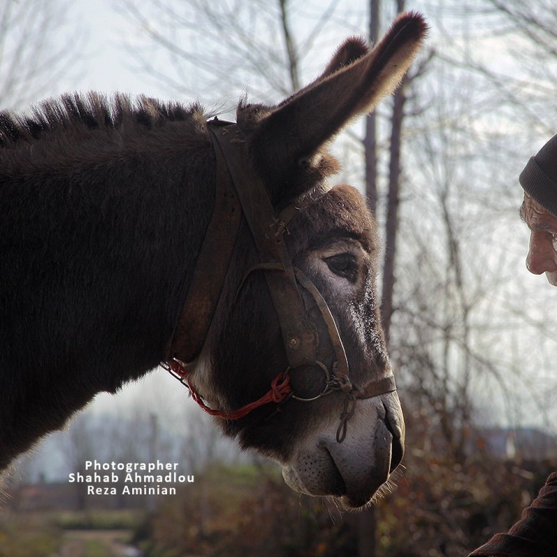 جایزه بهترین فیلم جشنواره بیگور اسپانیا به «سینما خر» رسید | عکس
