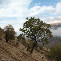طبیعت روستای زنجیره ایلام | عکس