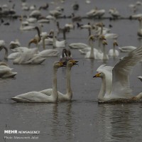 افزایش چشمگیر قوهای مهاجر در مازندران | عکس