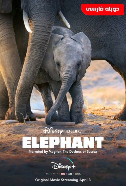 عکس مستند فیل