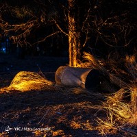 پاییز در باغ گیاه‌شناسی | عکس