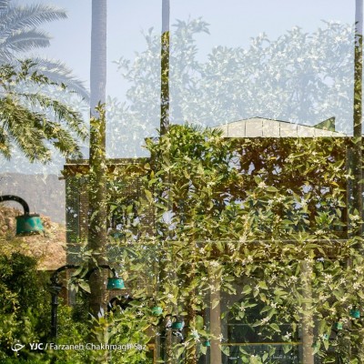 شمیم بهارنارنج در باغ‌های شیراز | عکس