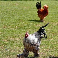 باغ پرندگان تهران | عکس