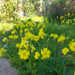 عکس حسین وحیدی