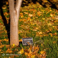 پاییز در باغ گیاه‌شناسی | عکس