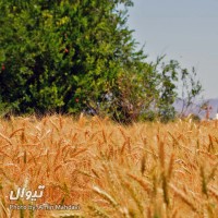 گردش یک سفر یک آسمان |حسن آباد اصفهان| | سفرنامه «یک سفر یک آسمان |حسن آباد اصفهان|» | عکس