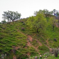 طبیعت بهاری گچساران در کهگیلویه و بویر احمد | عکس