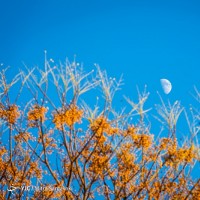 پاییز در باغ گیاه‌شناسی | عکس