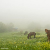 گردش یک سفر یک کتاب |هریجان - با بهمن دارالشفایی| | سفرنامه «یک سفر یک کتاب |هریجان - با بهمن دارالشفایی|» | عکس