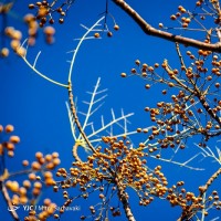 پاییز در باغ گیاه‌شناسی | عکس