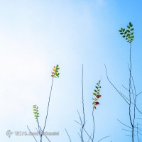 طبیعت روستای سیدان | عکس