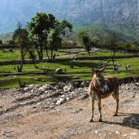 دهدز بهشت پنهان خوزستان | عکس