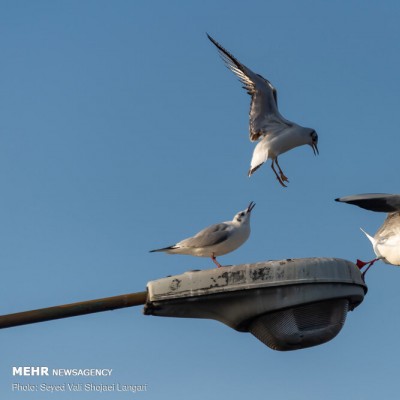 پرواز کاکایی ها برفراز «چشمه کیله» | عکس