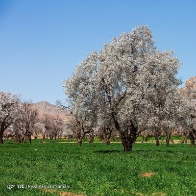 شکوفه‌های زیبای بهاری؛ سامان | عکس