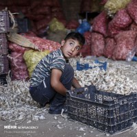 جشنواره سیر و موسیر سولان همدان  | عکس
