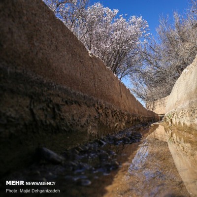 زمستان بهاری یزد | عکس