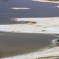 صید میگو و ماهی در بوشهر | عکس