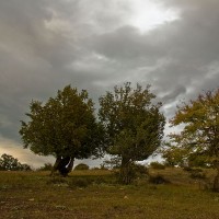 جنگل ابر شاهرود | عکس