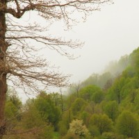 جنگل ابر شاهرود | عکس