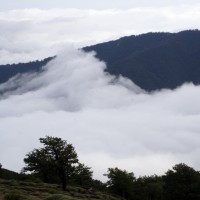 جنگل ابر شاهرود | عکس